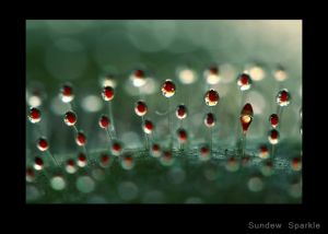 Sundew Sparkle.jpg